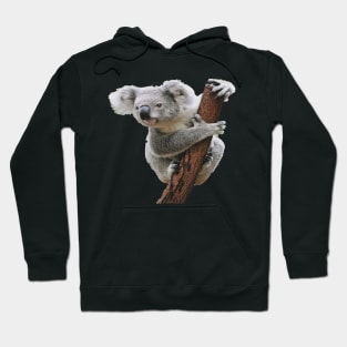 Koala Hoodie